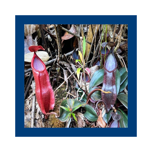 Variasi warna spesies Nepenthes vieillardii