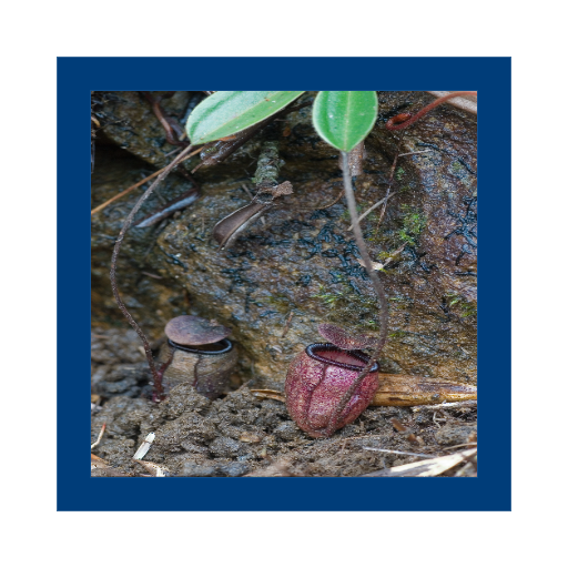 Lihat model Nepenthes_argentii