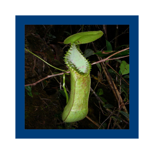 Lihat model Nepenthes_hamata