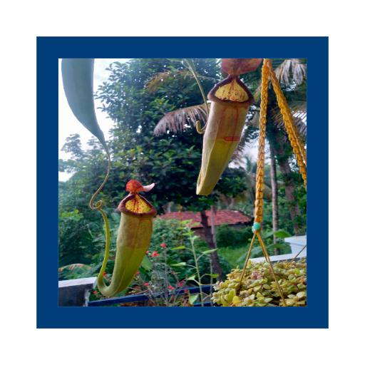 <i>Nepenthes</i> dibudidayakan di sebuah taman.