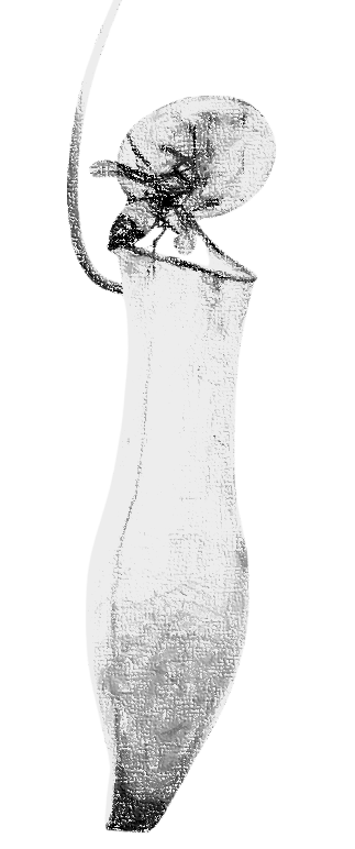 Gambar tangan Nepenthes